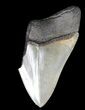 Partial, Serrated Megalodon Tooth - Georgia #41574-1